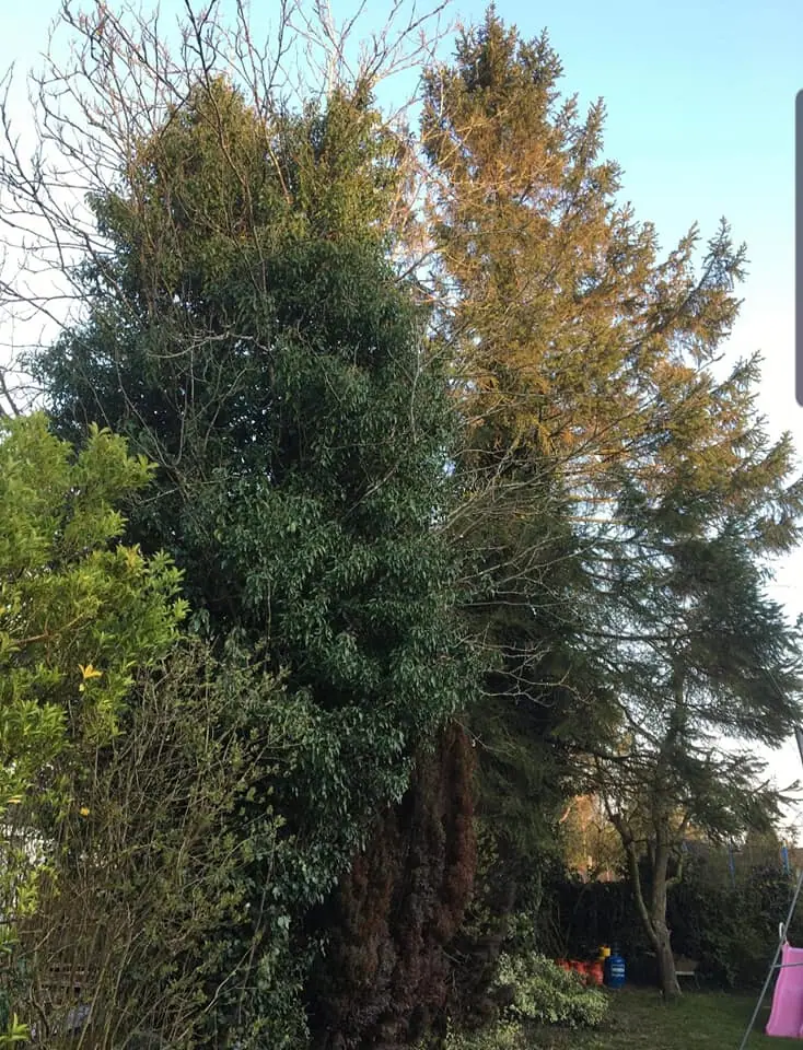 Tree pruning work in Dunstable by JD Landscapes & Tree Care